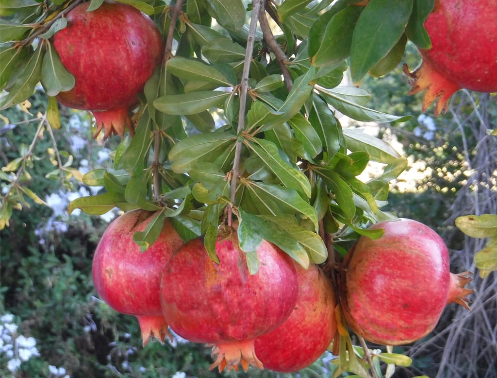 Pomegranates in our garden in Spain.