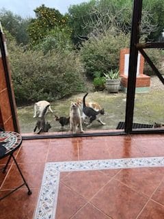 Excited cats.