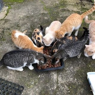 Hungry cats.
