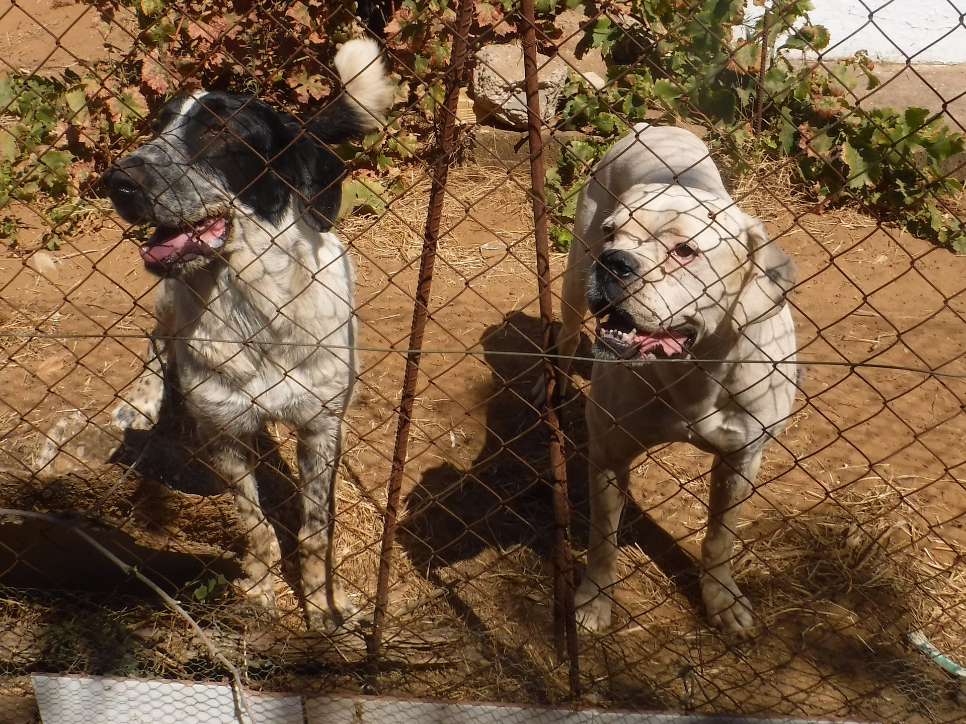 Acerico dogs.