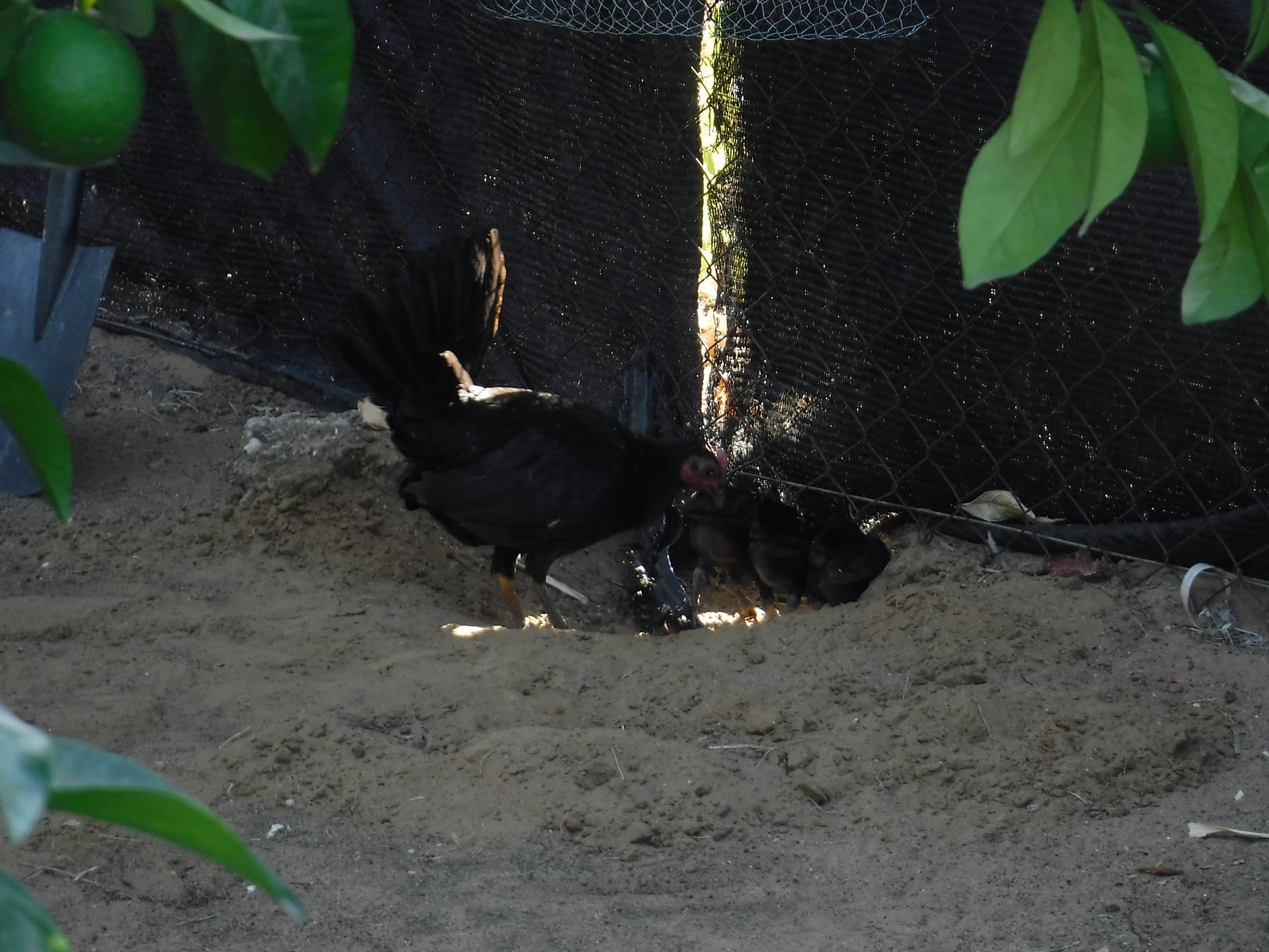 Chickens from hell!